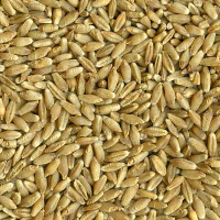 TRITICALE