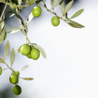 ACEITUNA DE VERDEO