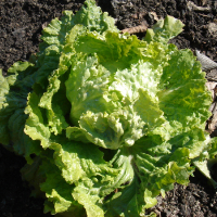 LECHUGA