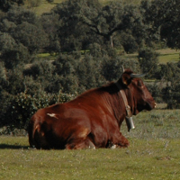 (A) MACHO SIN CASTRAR < 2 AÑOS