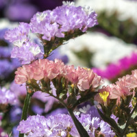 LIMONIUM