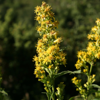 SOLIDAGO